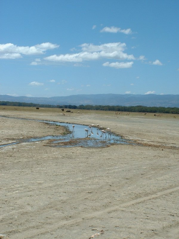 gal/Honeymoon/Lake Nakuru/DSCF0029.JPG